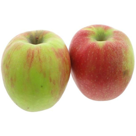 POMME ELSTAR 75/80MM 6,5KG